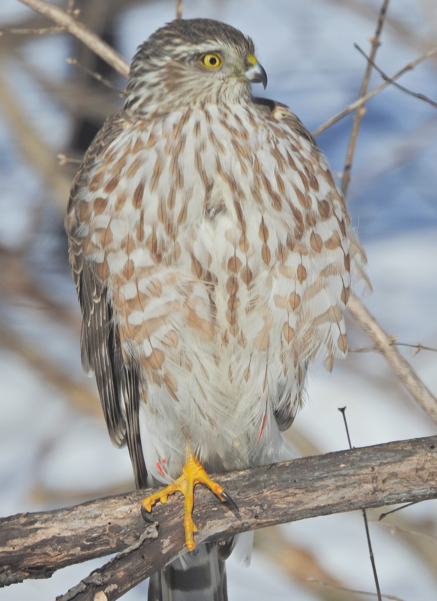 Sharp-shinned Hawk (Northern) - ML635469839