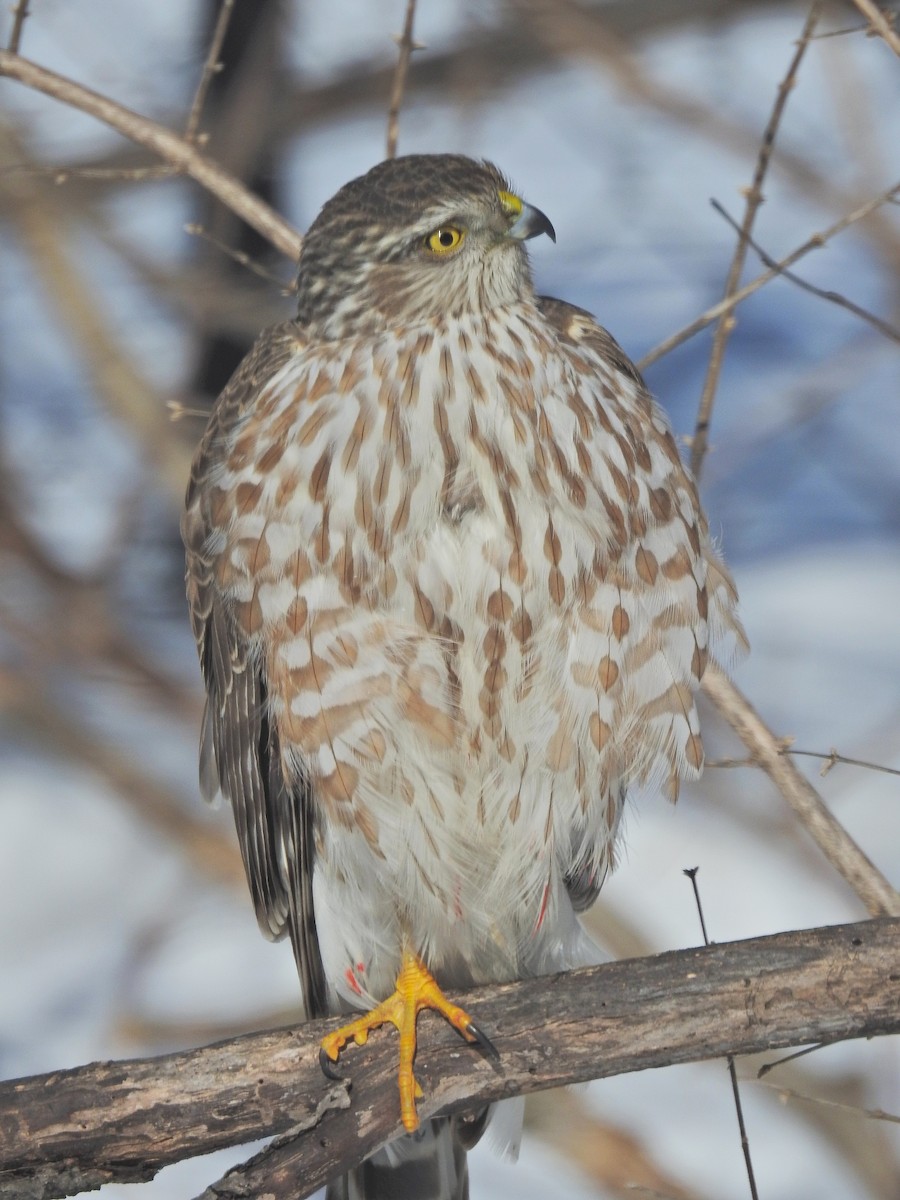 Sharp-shinned Hawk (Northern) - ML635469848