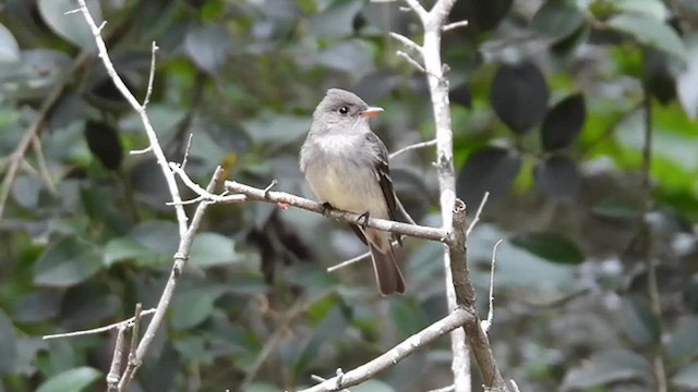 tyranovec východní - ML635469892