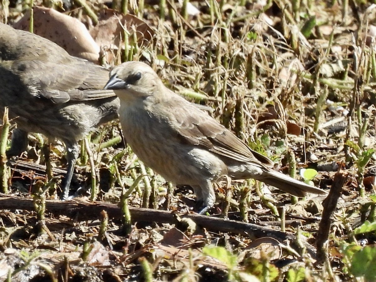Shiny Cowbird - ML635469922