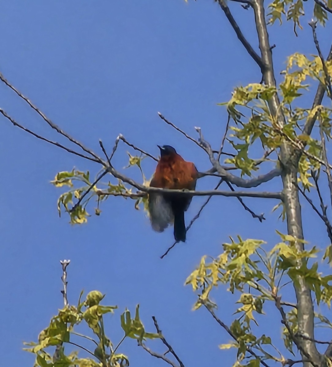 Oriole des vergers - ML635469924