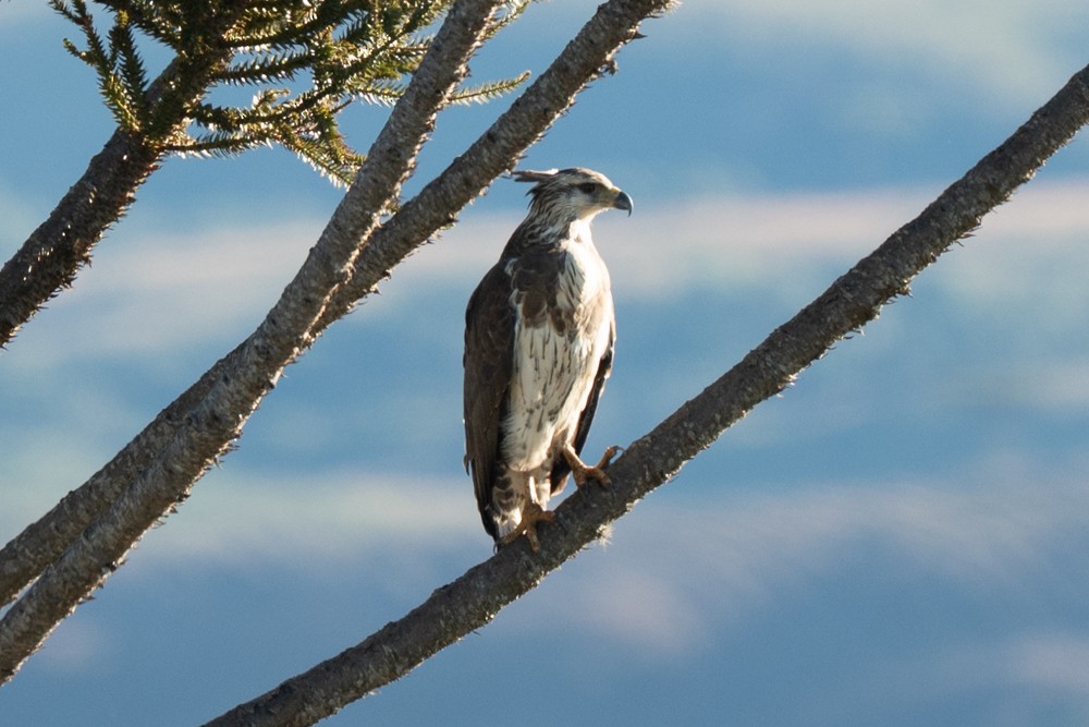 Chaco Eagle - ML635469965