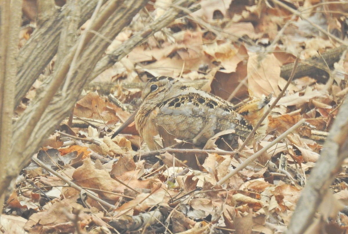 American Woodcock - ML635469977