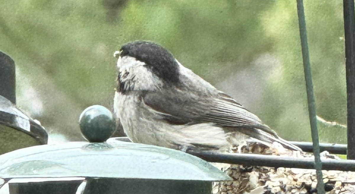 Mésange de Caroline - ML635470007