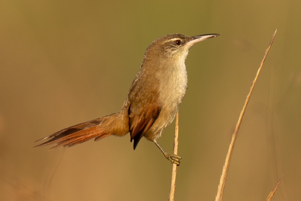 Straight-billed Reedhaunter - ML635470012