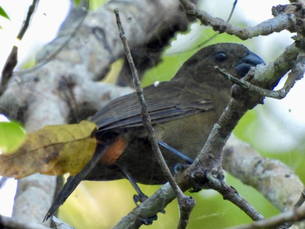 Puerto Rican Bullfinch - ML635470020