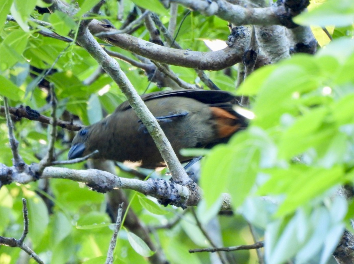 Puerto Rican Bullfinch - ML635470021