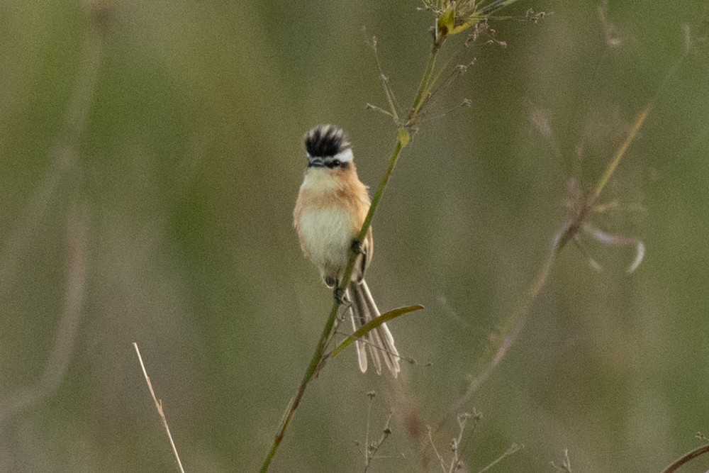 Sharp-tailed Tyrant - ML635470042