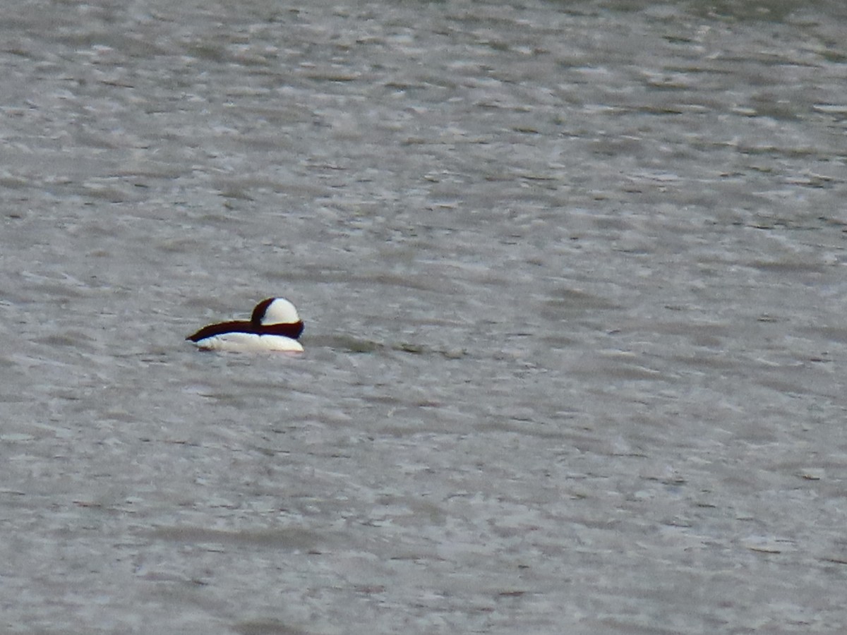 Bufflehead - ML635470063