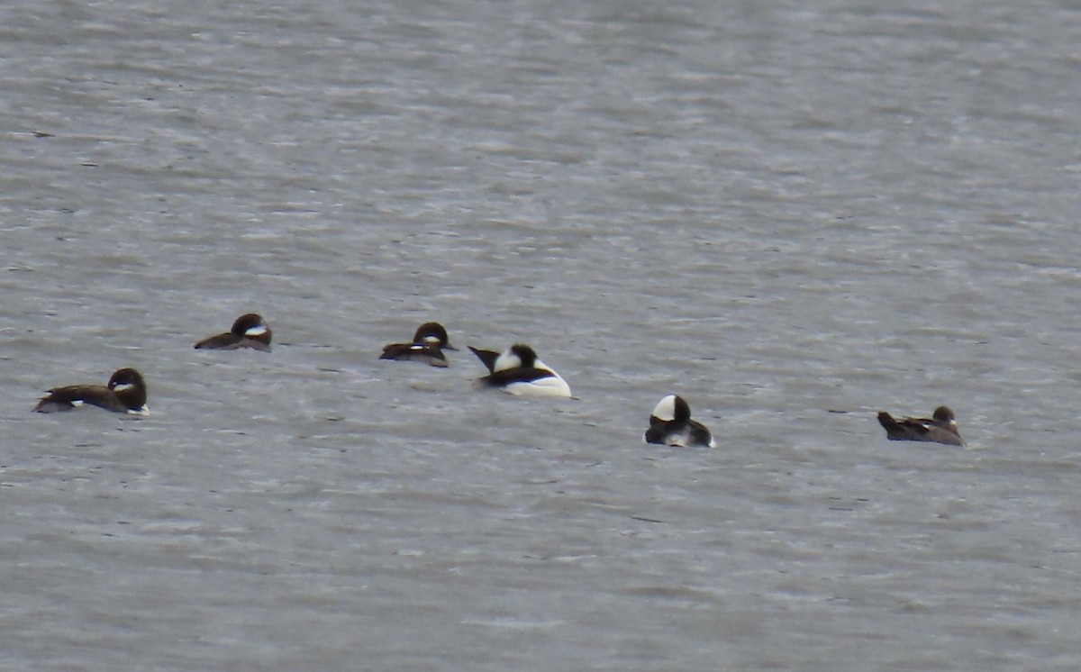 Bufflehead - ML635470064