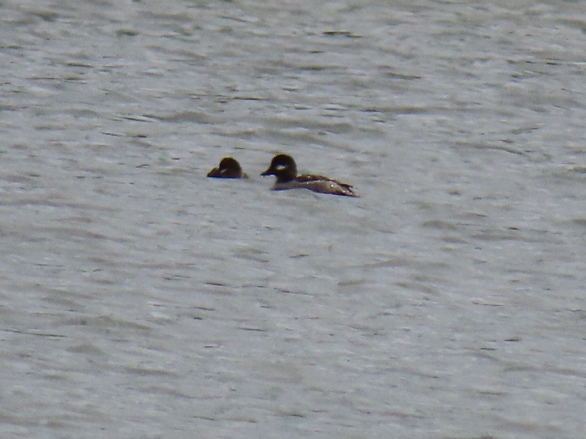 Bufflehead - ML635470066