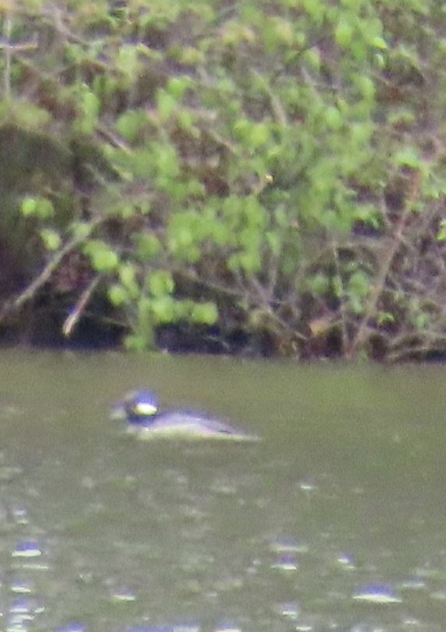 Bufflehead - ML635470067