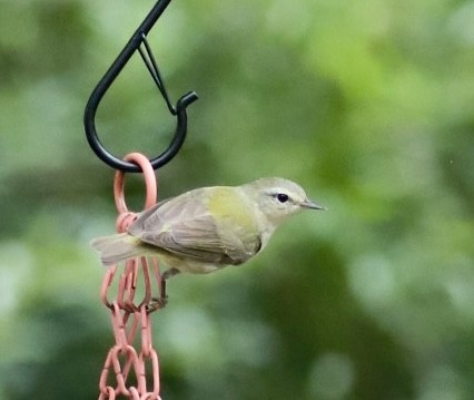 Mésange bicolore - ML635470082