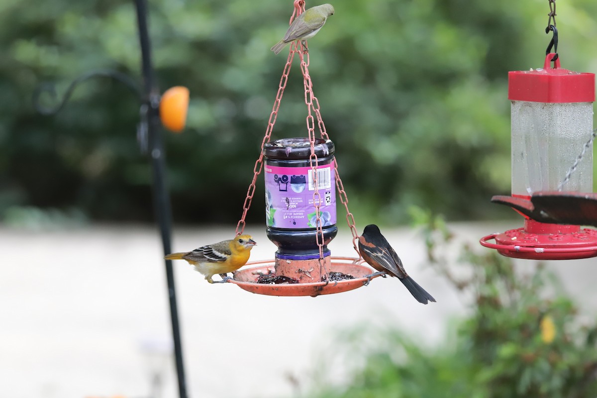 Mésange bicolore - ML635470083