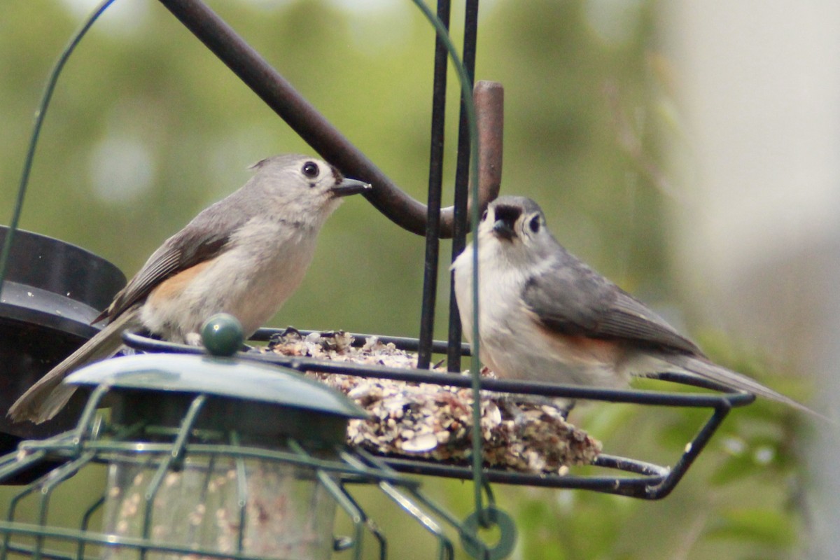 Mésange bicolore - ML635470085