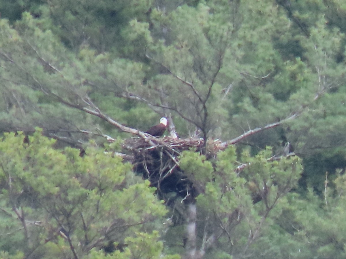 Bald Eagle - ML635470118