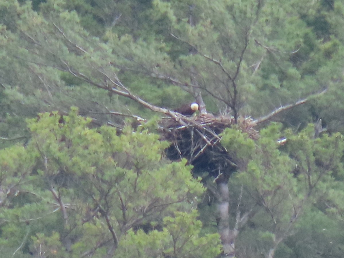 Bald Eagle - ML635470119