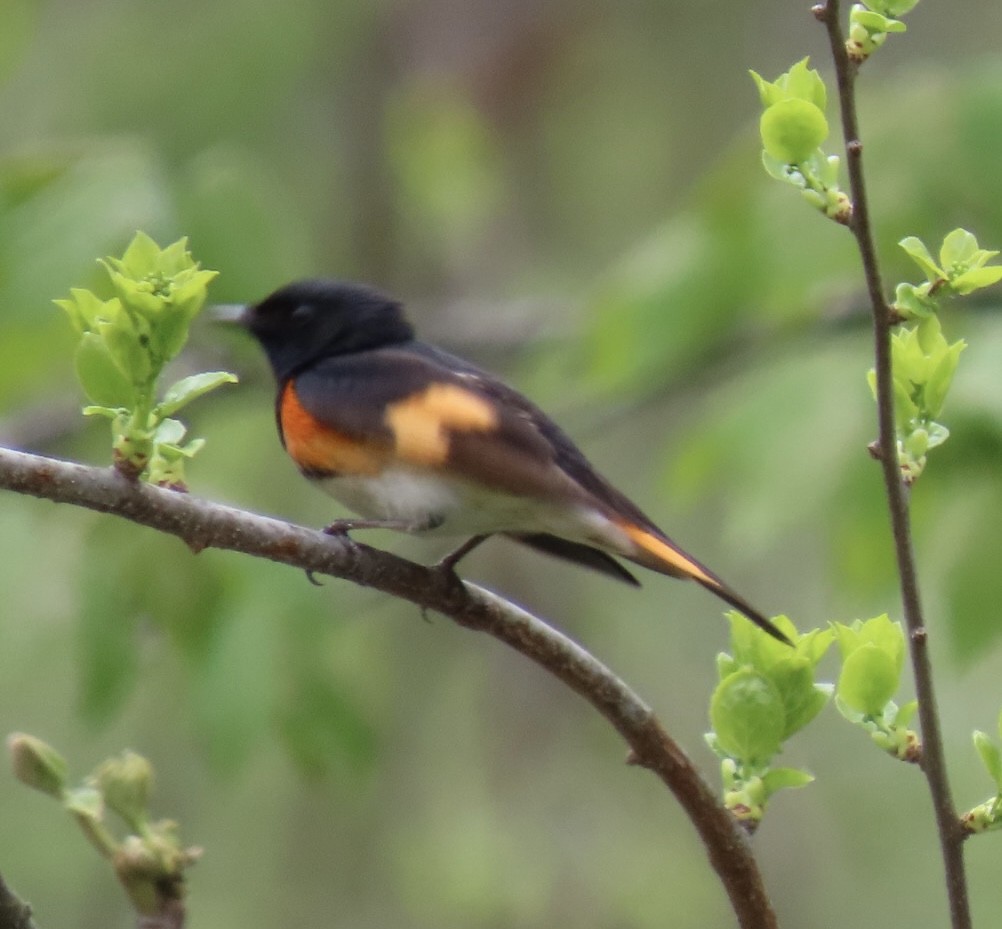 American Redstart - ML635470165