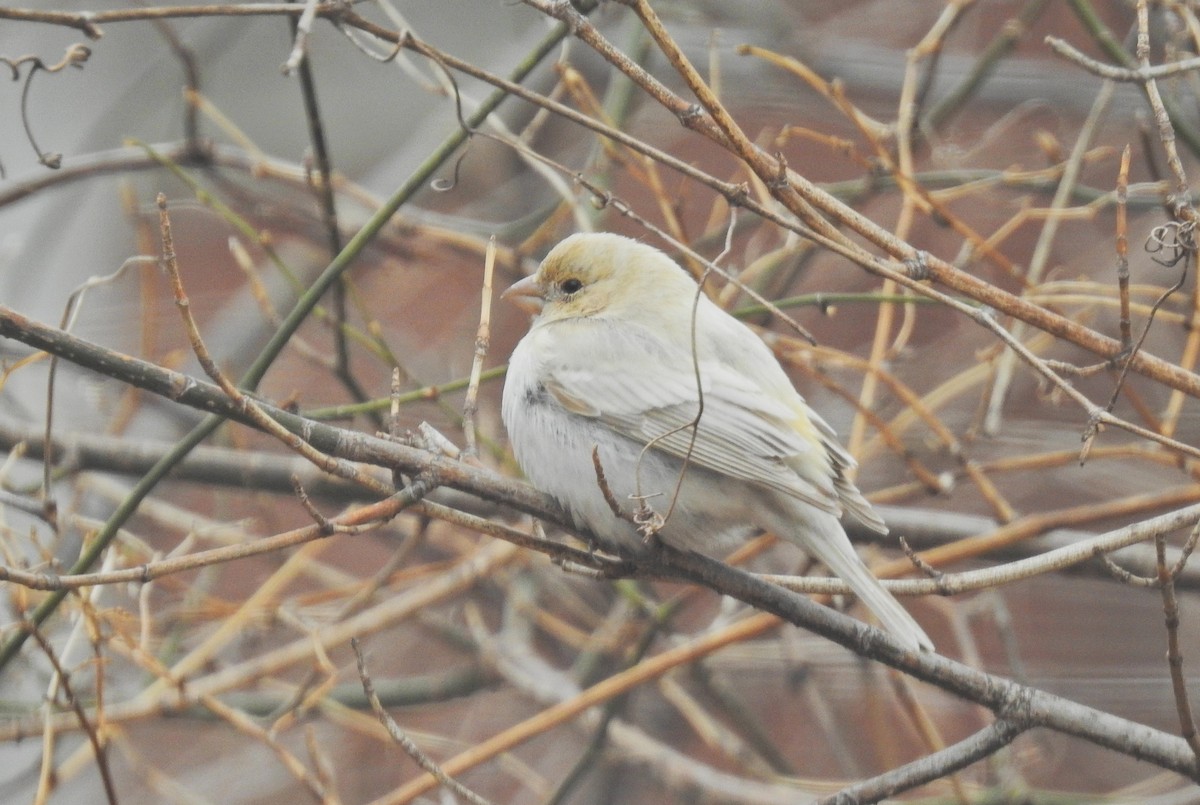 House Finch - ML635470179