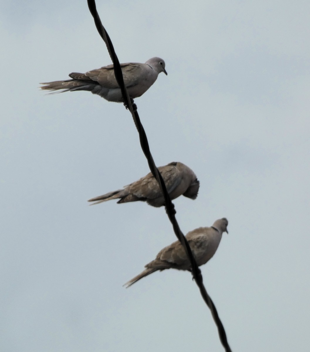 Eurasian Collared-Dove - ML635470200