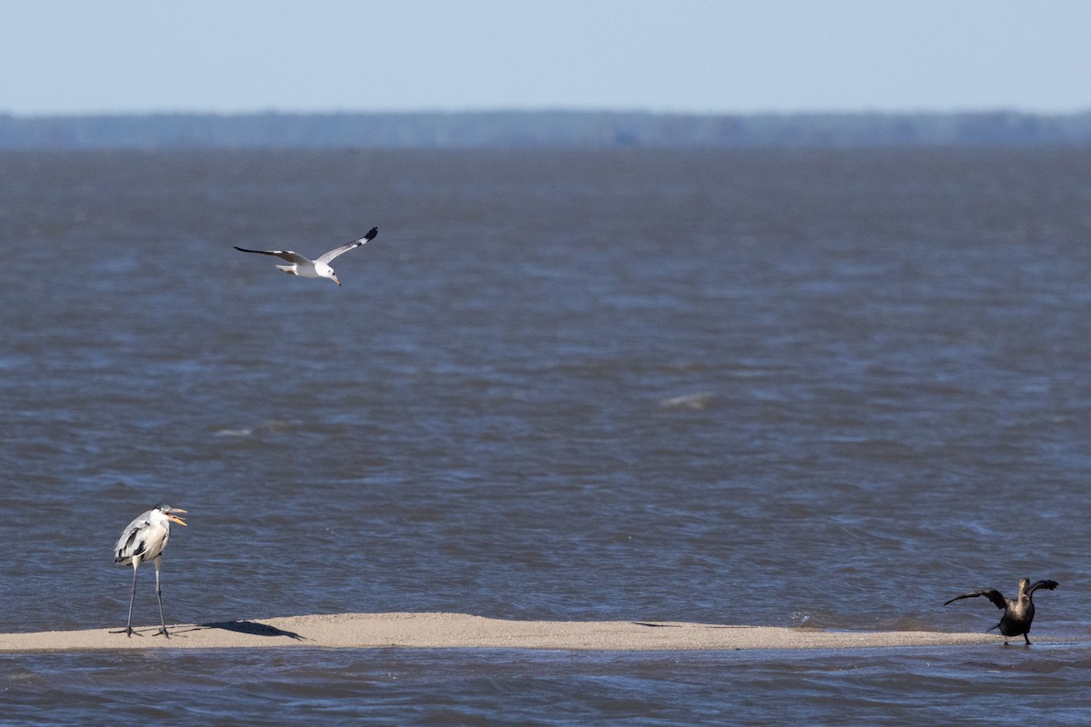 Gray-hooded Gull - ML635470211