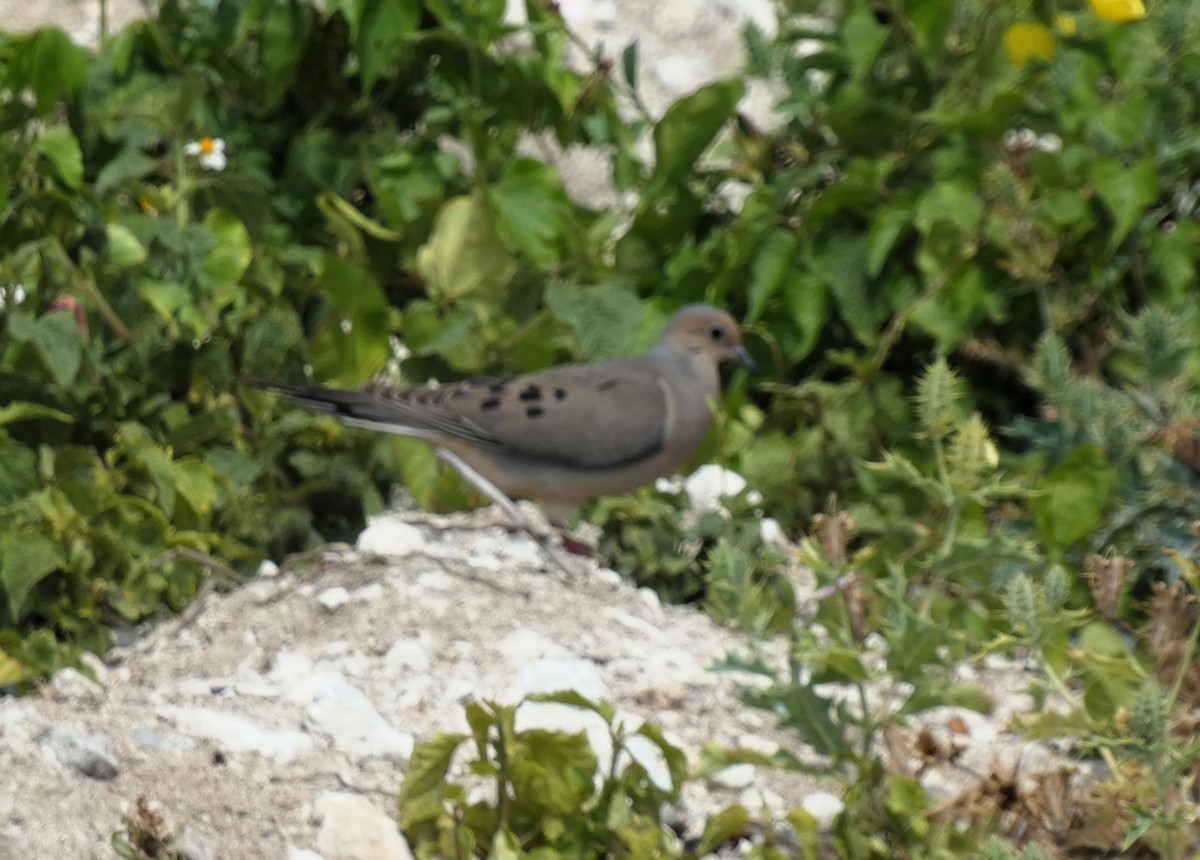Mourning Dove - ML635470233