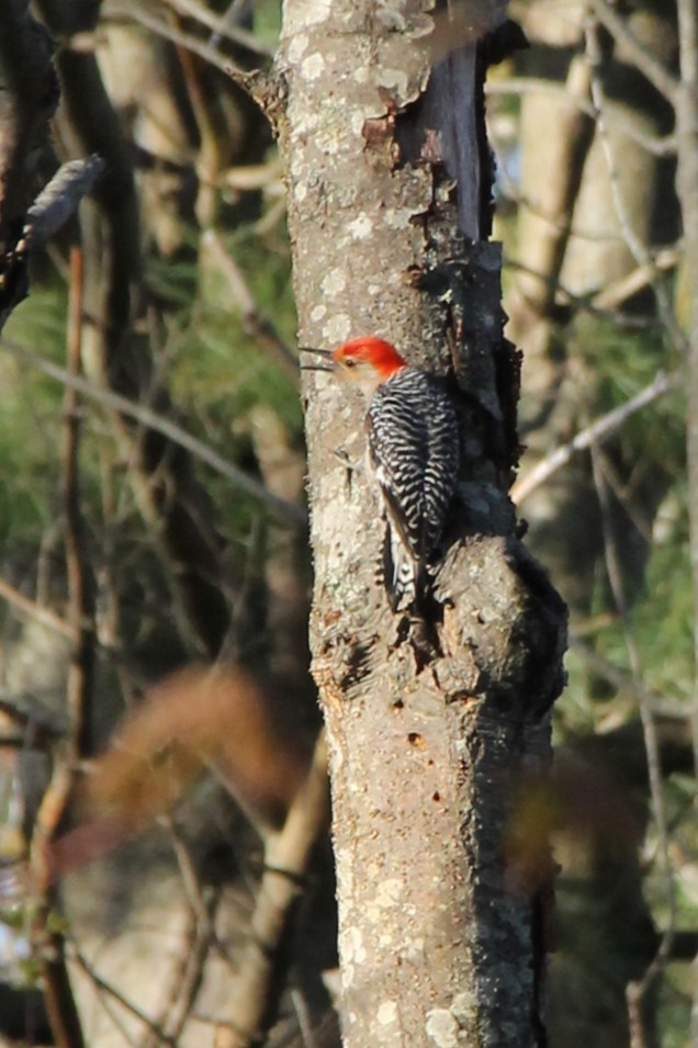 Red-bellied Woodpecker - ML635470248
