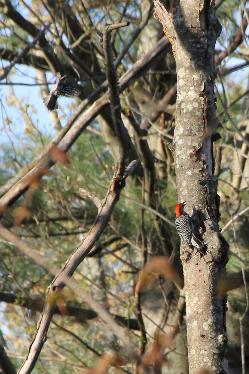 Red-bellied Woodpecker - ML635470253