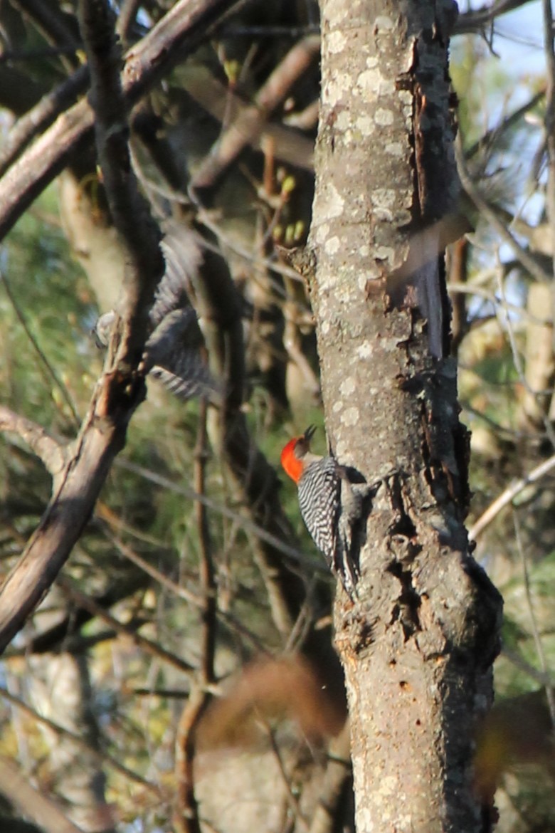 Red-bellied Woodpecker - ML635470261