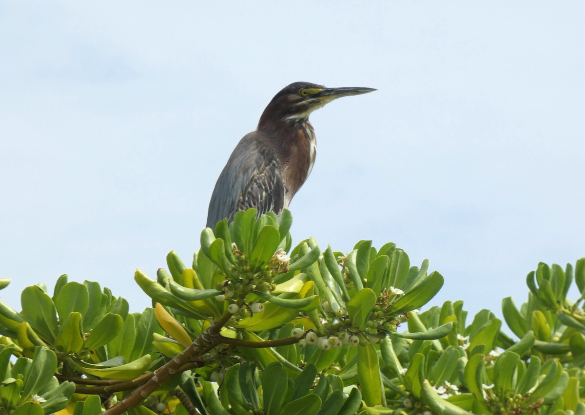 Green Heron - ML635470270