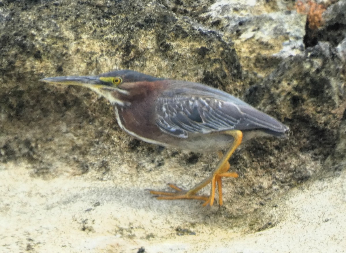 Green Heron - ML635470272