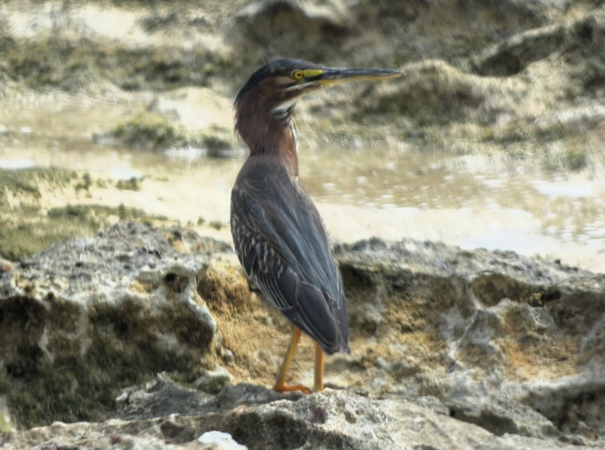 Green Heron - ML635470273