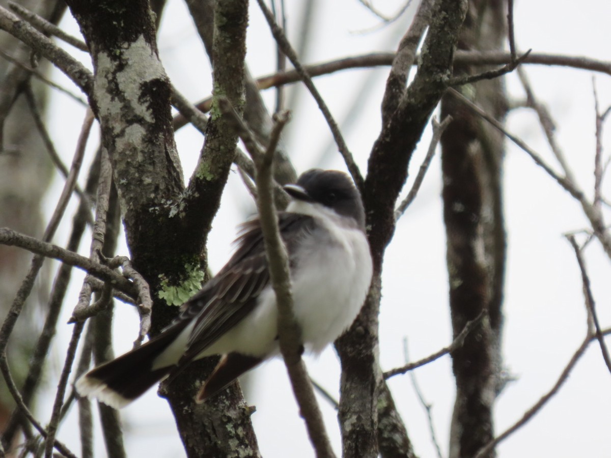 Eastern Kingbird - ML635470282