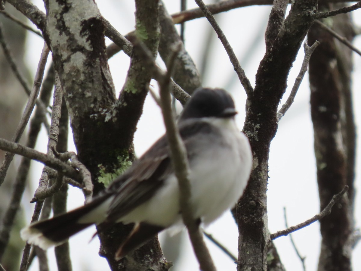 Eastern Kingbird - ML635470283