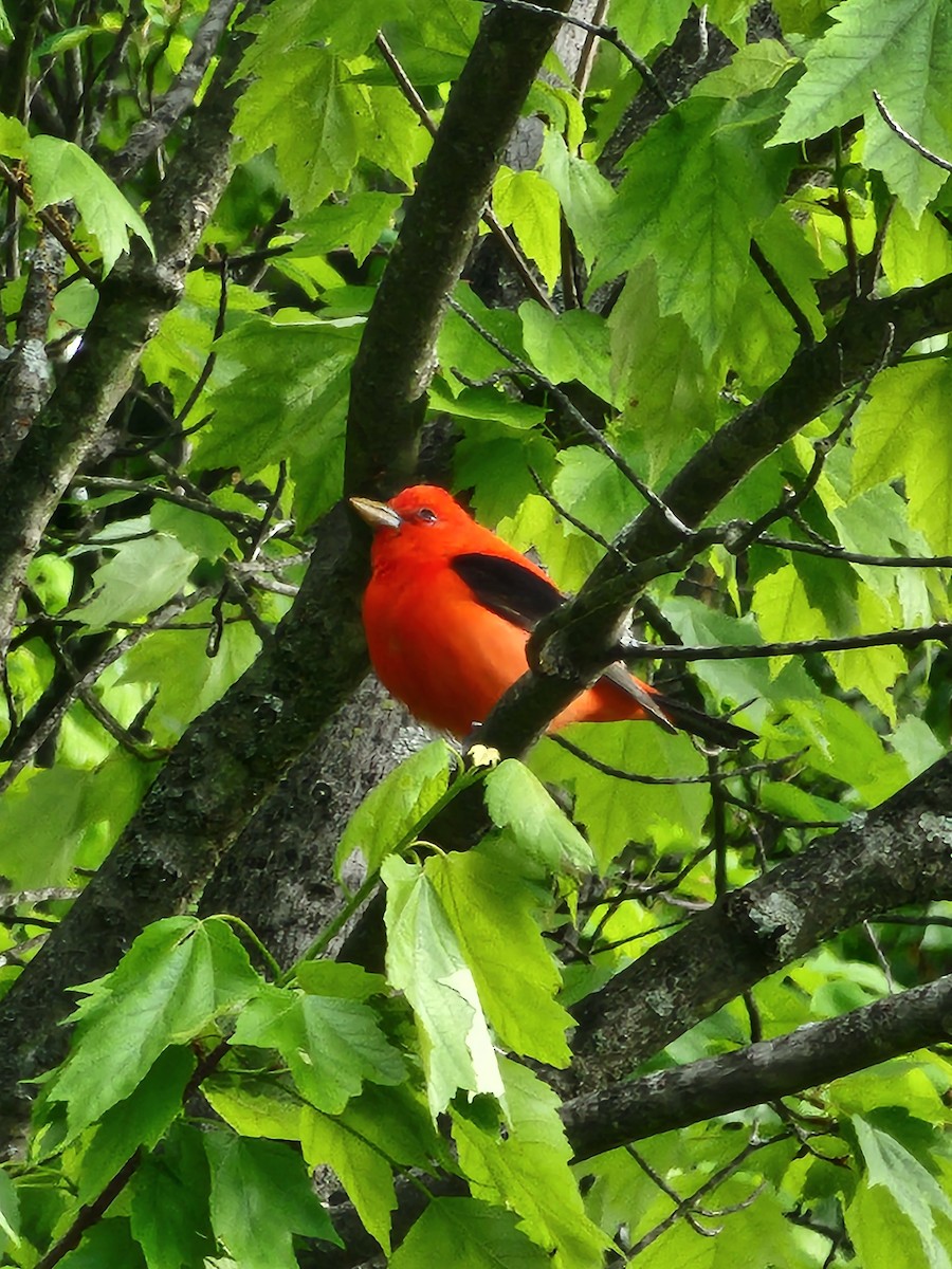 Scarlet Tanager - ML635470287
