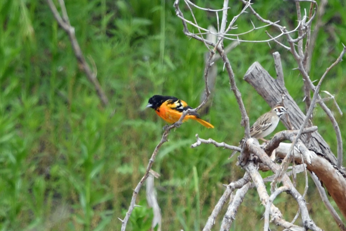 Oriole de Baltimore - ML635470310