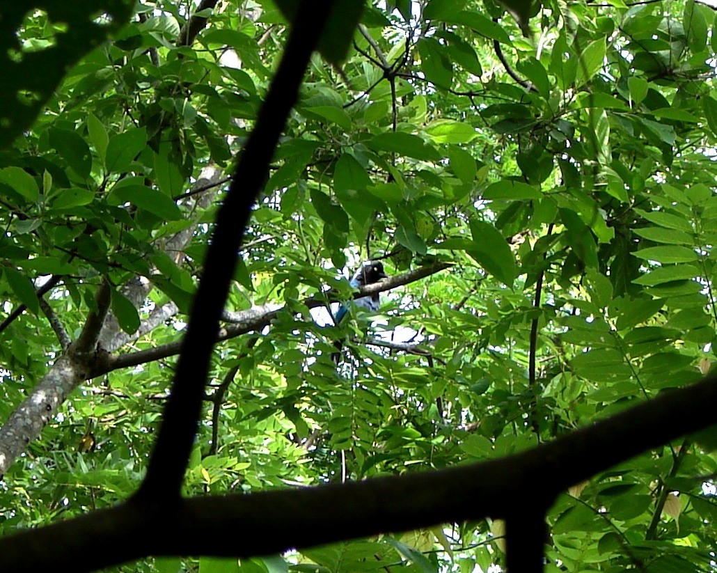 Bushy-crested Jay - ML635470324