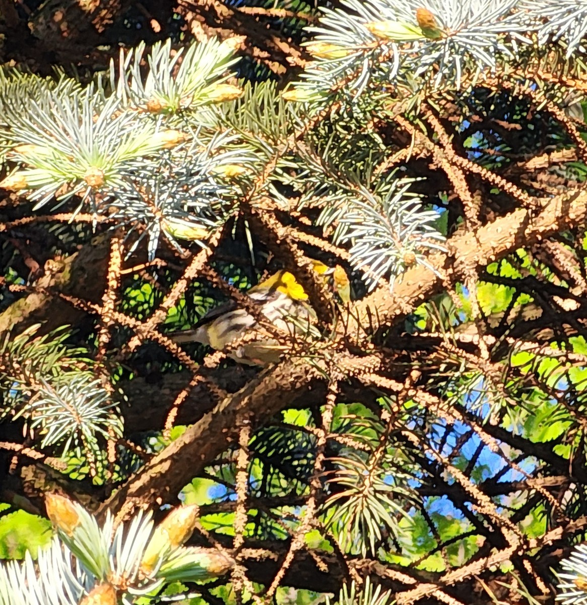 Black-throated Green Warbler - ML635470332