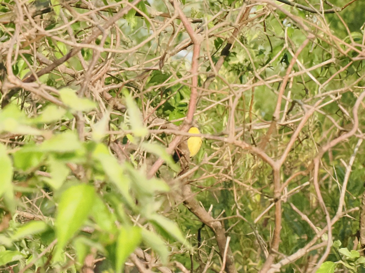 Kirtland's Warbler - ML635470357