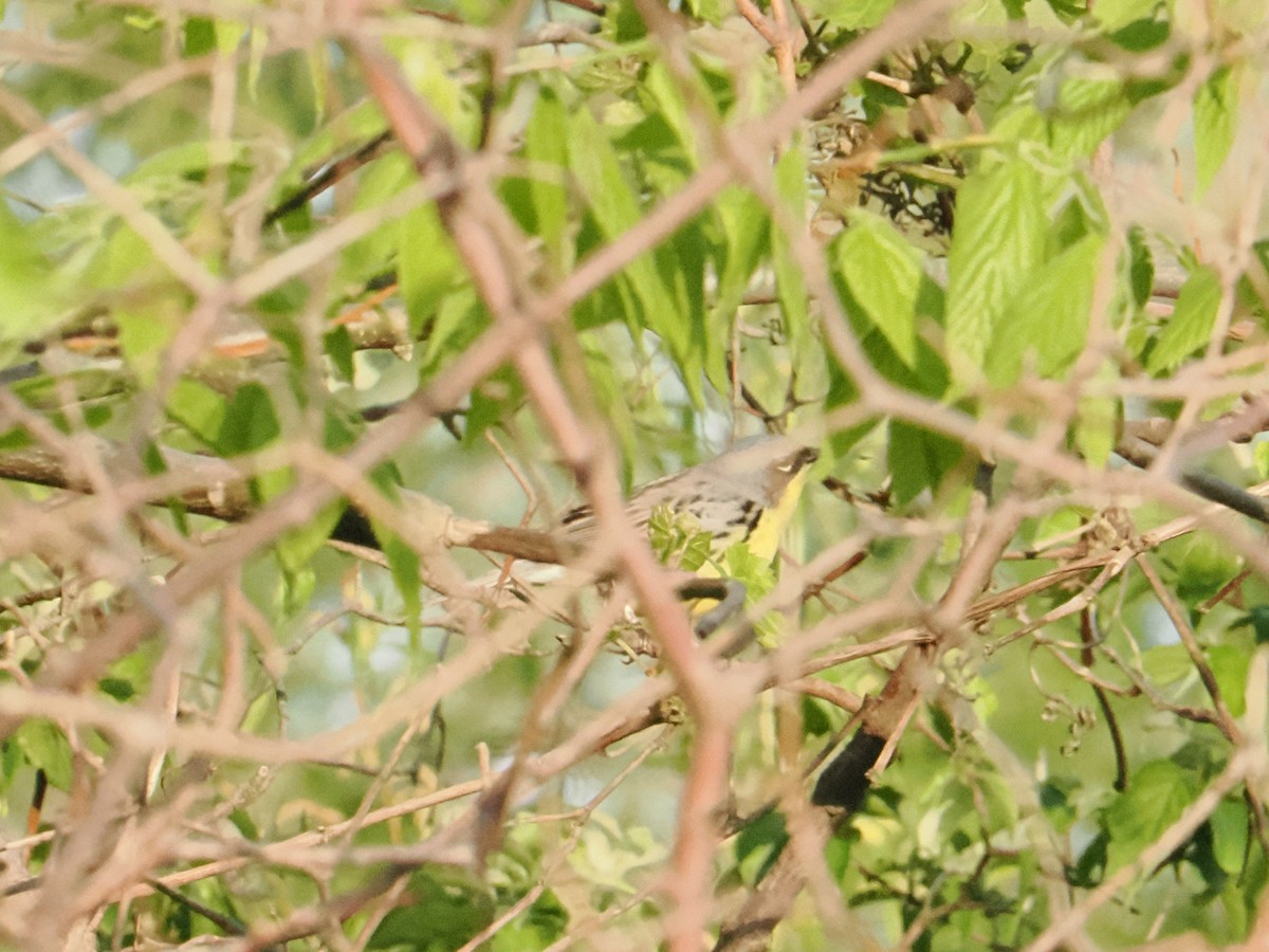 Kirtland's Warbler - ML635470358