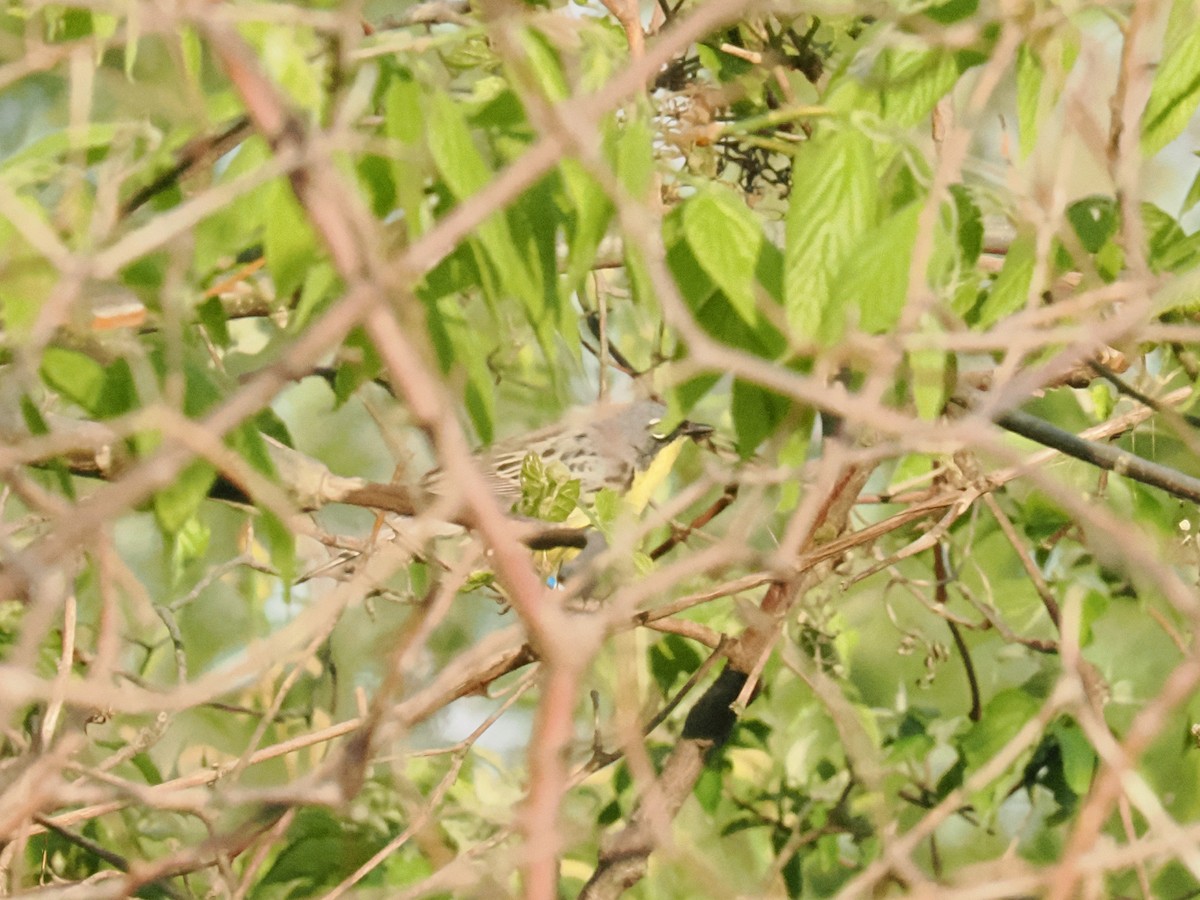 Kirtland's Warbler - ML635470362