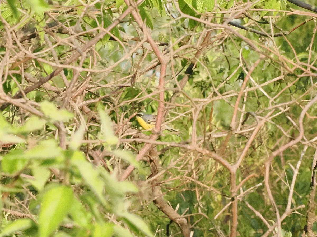 Kirtland's Warbler - ML635470364