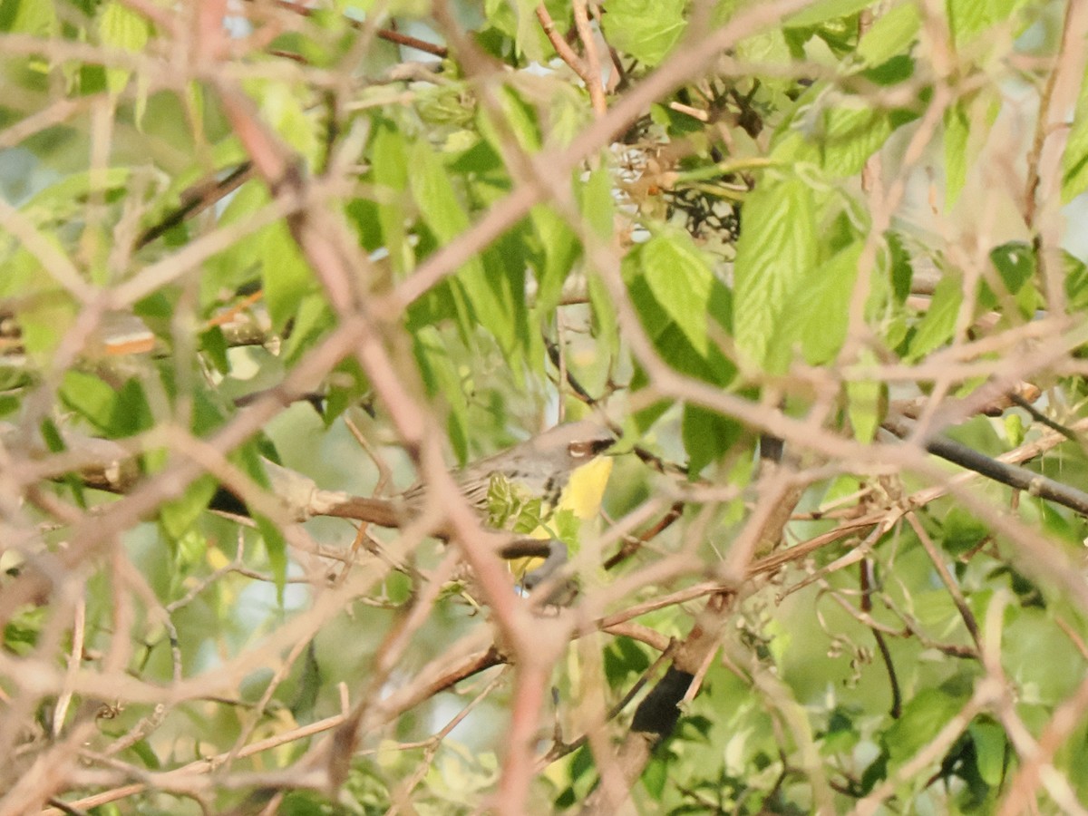 Kirtland's Warbler - ML635470366