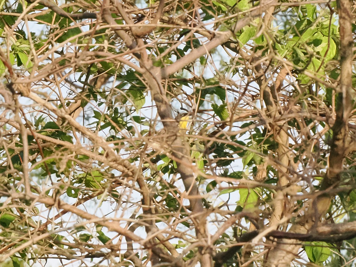 Kirtland's Warbler - ML635470368