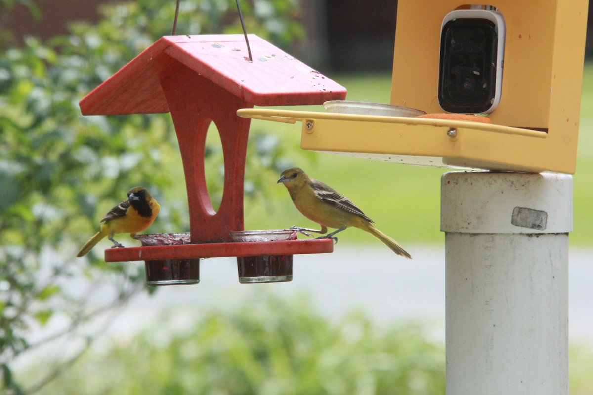 Oriole des vergers - ML635470376
