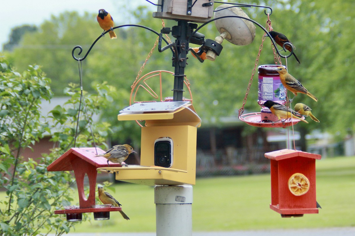 Oriole des vergers - ML635470378