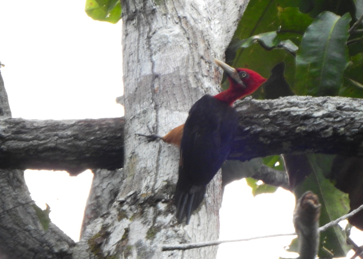 Red-necked Woodpecker - ML635470395