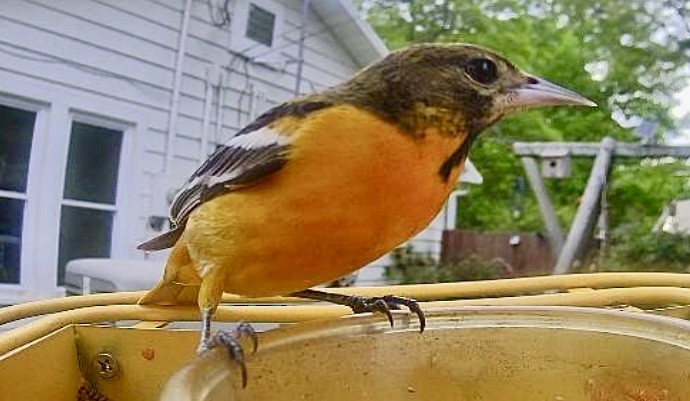 Oriole de Baltimore - ML635470433
