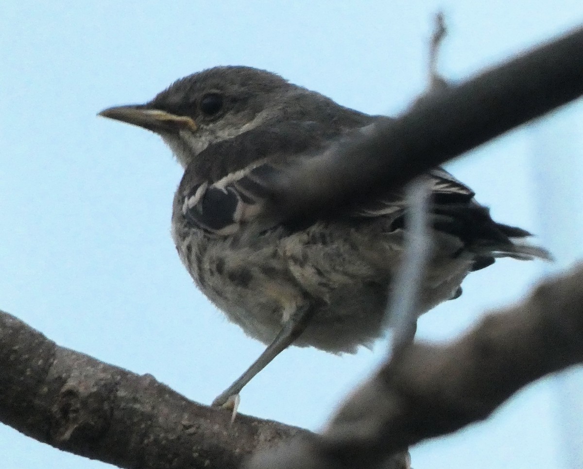 Northern Mockingbird - ML635470439