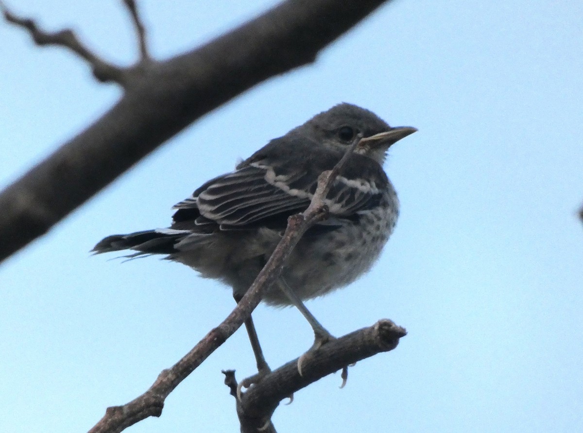 Northern Mockingbird - ML635470440
